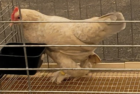 <p>What type of hen is this?</p>