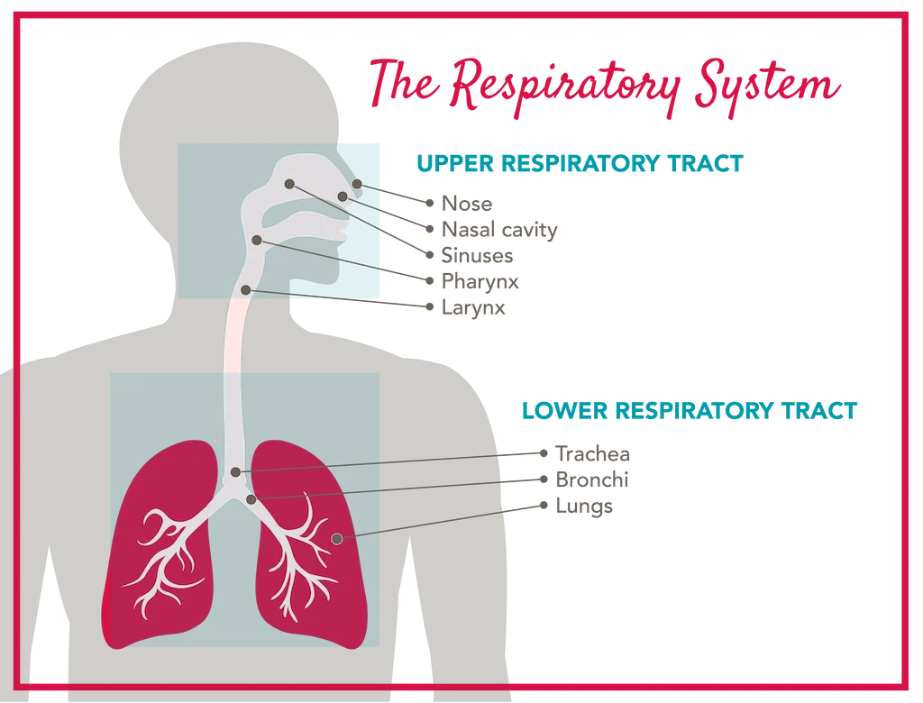 <p>trachea. bronchi, lungs, alveoli</p>