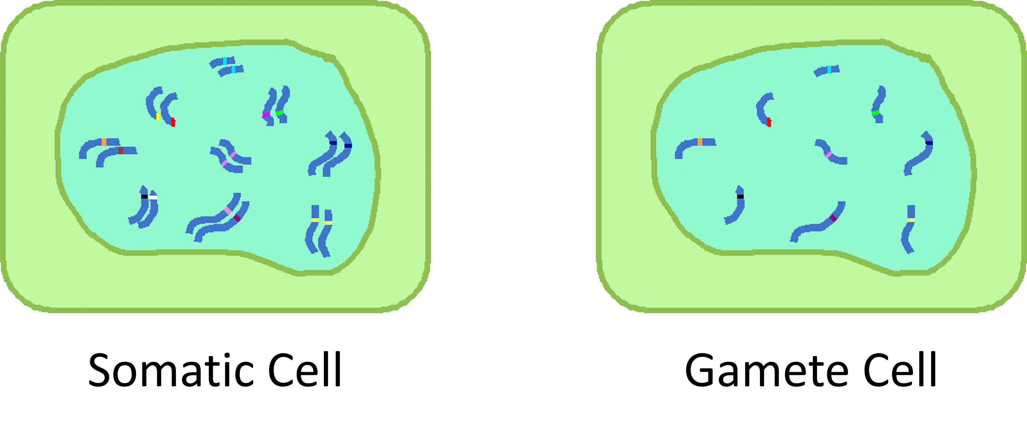 <p><strong>Gametes</strong> = haploid reproductive cells (sperm &amp; egg)</p><p><strong>Somatic cells</strong> = all body cells excluding gametes (diploid in humans)</p>