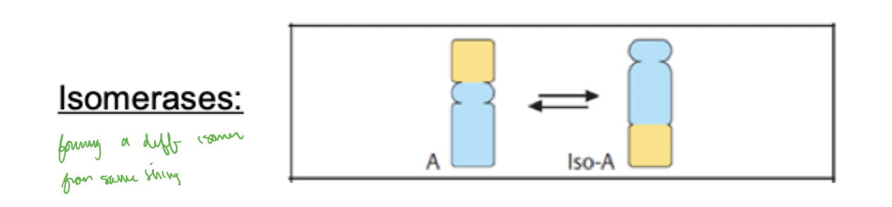 <p>move groups within a molecule (intramolecular rearrangement)</p>