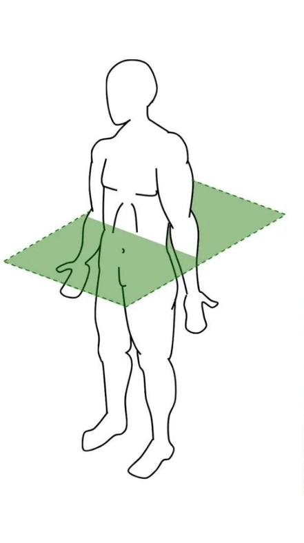 <p><span>Which plane divides the body into <strong>superior and inferior</strong> portions?</span></p>