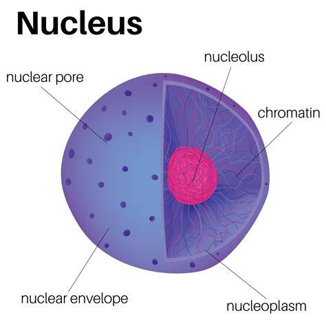 <p><strong>Nucleus</strong></p>