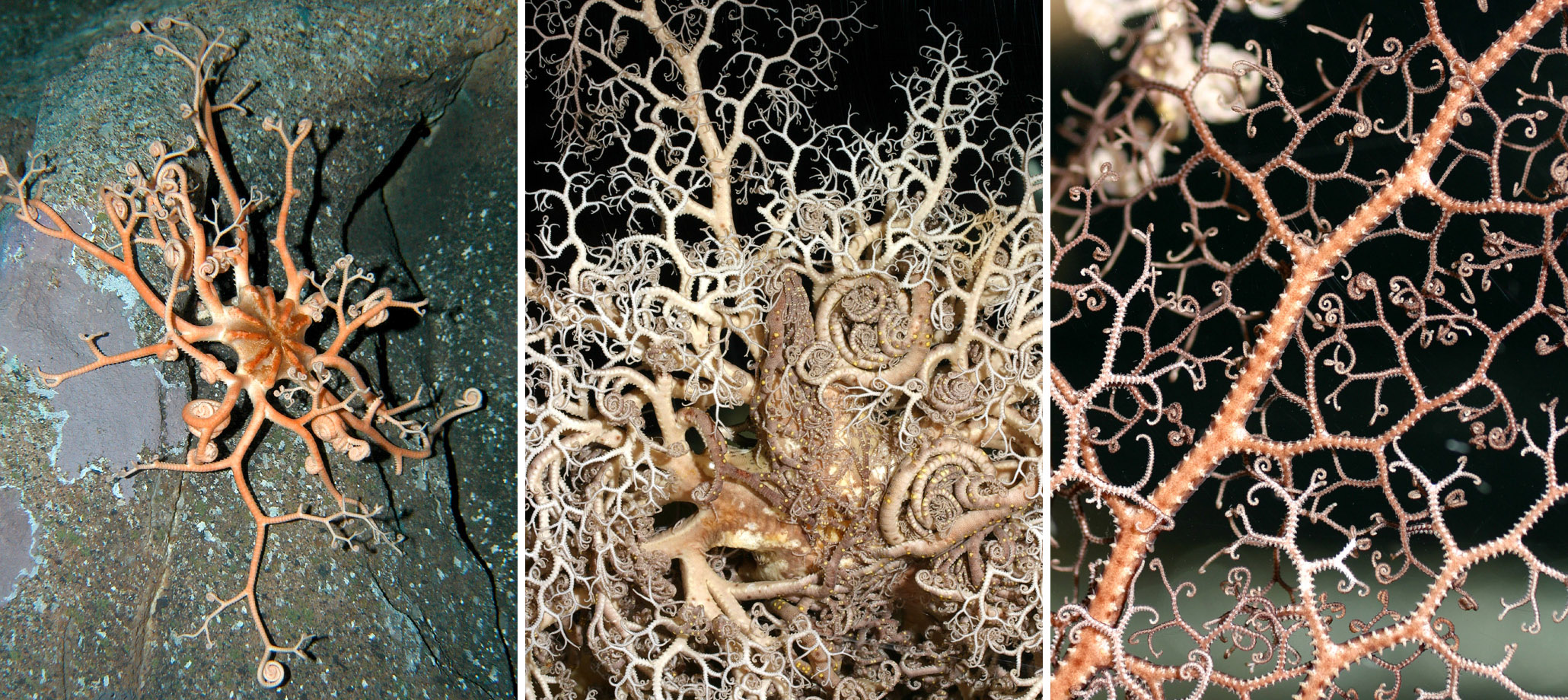 <p>What is this? What Class and Phylum?</p>