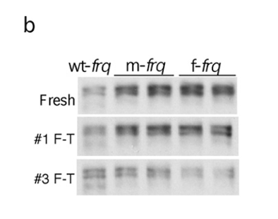 <p><span><strong>stable and more sensitive to trypsin digestion. </strong></span></p><ul><li><p><span>(b) Western blots showing sensitivity of FRQ from codon-optimized strains to freeze-thaw cycles.</span></p></li></ul><p></p>