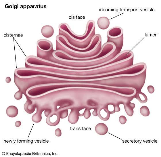 <p>Golgi Apparatus</p>
