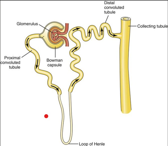 <p>distal convoluted tubules, proximal convoluted tubule </p>
