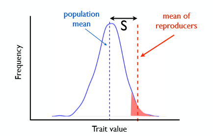 <p>Selection differential (S)</p>