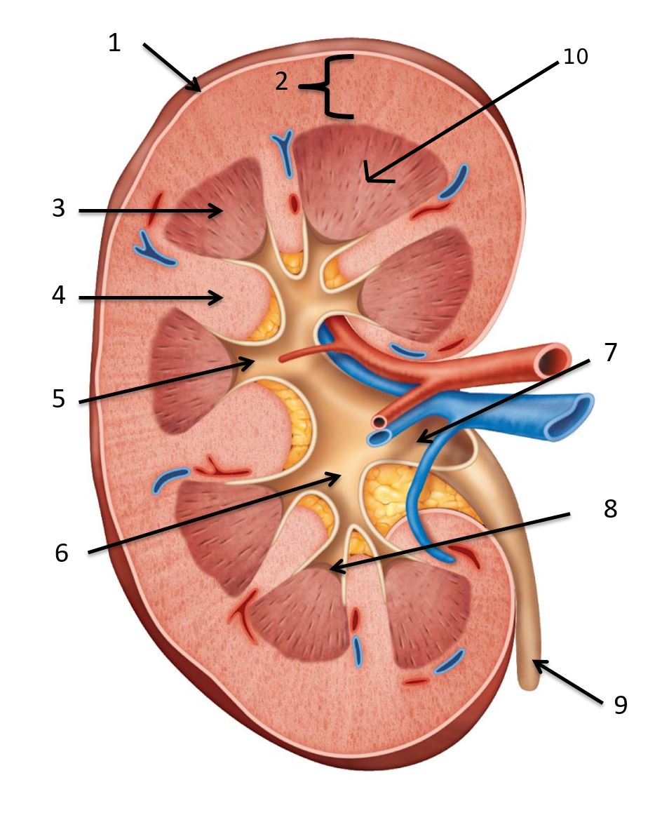 <p>9</p>