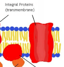 <p>A type of integral protein that spans across the entire membrane (from one side to the other).</p>
