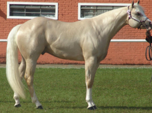 <p>welk type paard is dit</p>