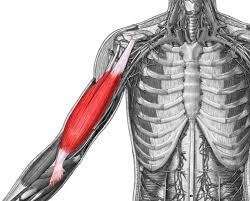 <p>Flexes forearm</p>