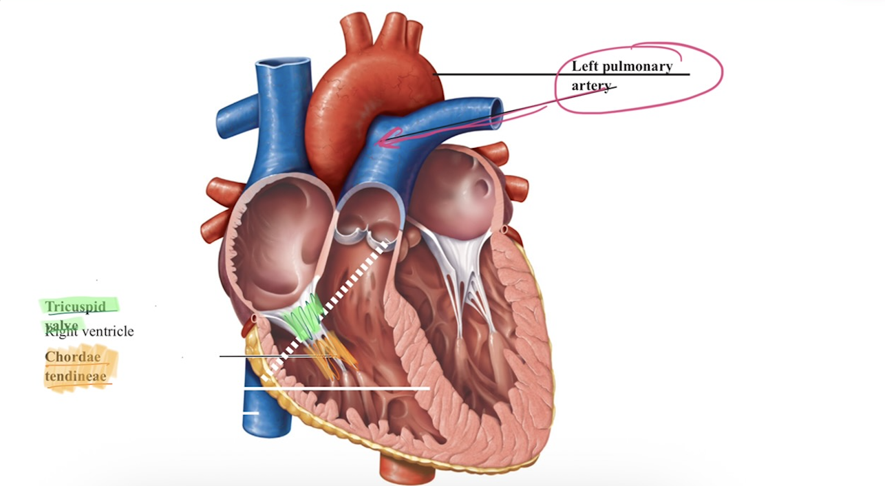 <ul><li><p><span>Receives blood from Right Atrium</span></p></li><li><p><strong>Chordae tendinae:</strong></p><ul><li><p><span>fibrous cords that anchor </span><strong>AV valve </strong><span>to the <strong>ventricle walls</strong></span></p><ul><li><p><span>this<strong> </strong>keep AV valve from flipping backwards when the ventricle contracts —→ <strong>one directional flow </strong><br></span></p></li></ul></li></ul></li></ul><p></p>