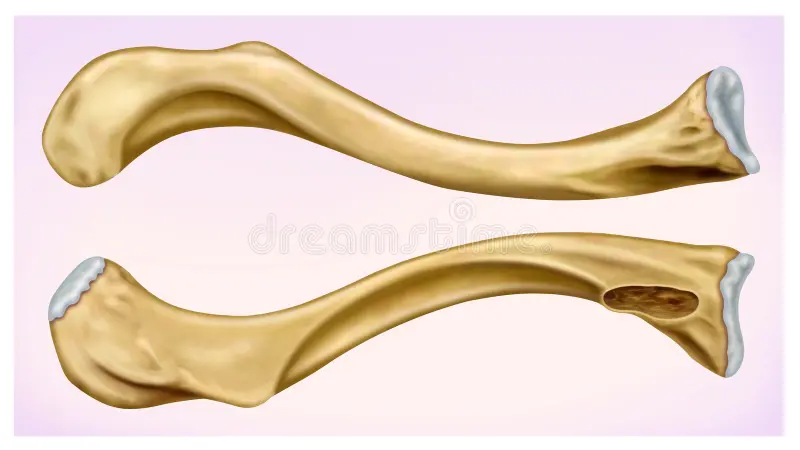 <p>name and side this bone</p>