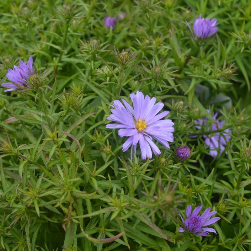 <p><em>Symphyotrichum novi-belgii</em> 'Lady in Blue' light preference </p>