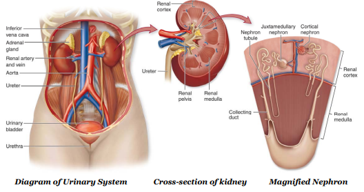 <ul><li><p>Aka <strong>renal</strong> <strong>system</strong></p></li><li><p>Responsible for <strong>excretion</strong> and <strong>osmoregulation</strong></p></li></ul><p></p>