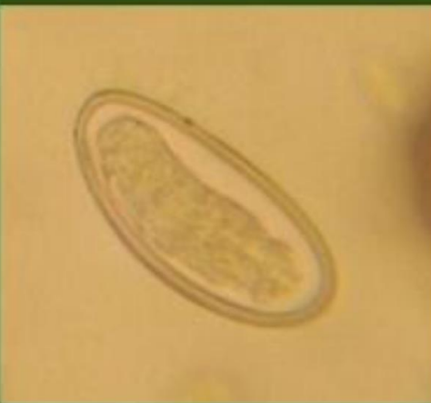 <p>Identifique e cite o tratamento</p>