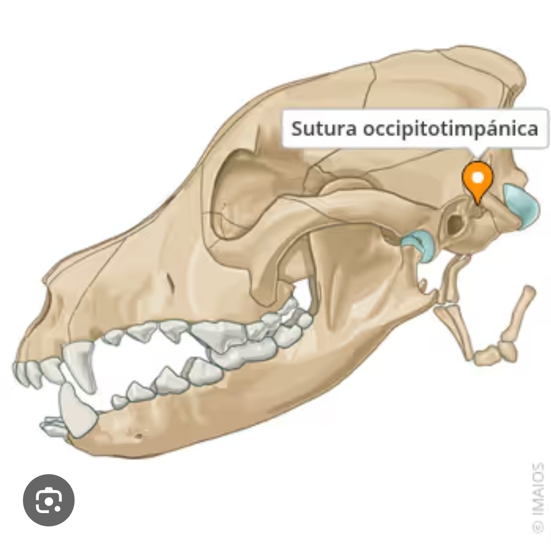 <p>sutura occipitotimpanica</p>