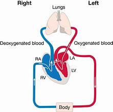 <p><span style="color: blue;">WHAT IS THE LIFT(LEFT) LUNG? (blue side)</span></p>