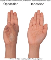 <p>opp = thumb & pinkie torward each other</p><p>repo = anatomical position</p>