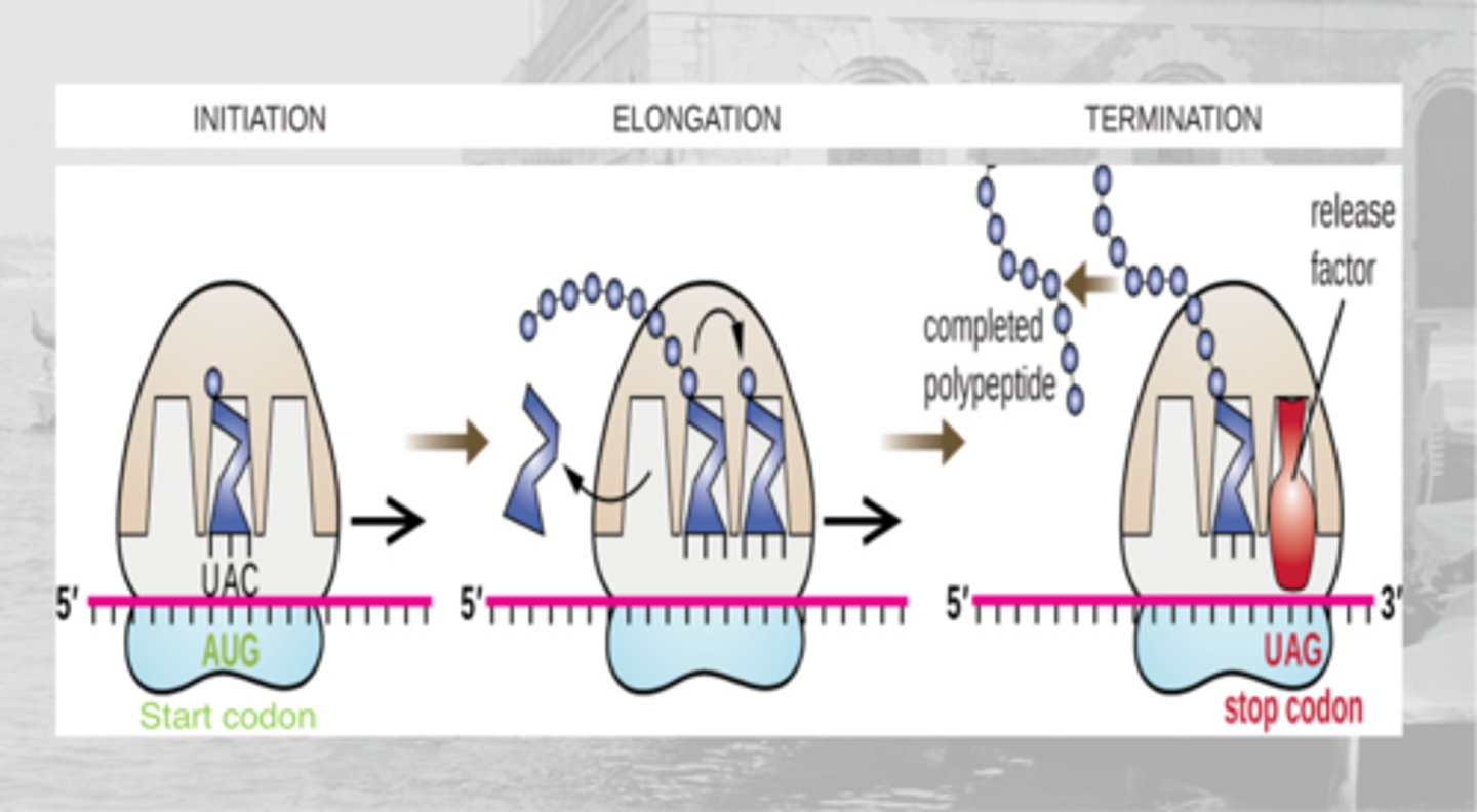 <p>1. initiation: translation complex forms (ribosome+mRNA), start codon (AUG) is detected, and tRNA bring the corresponding amino acid (methionine)</p><p>2. elongation: codons are read and tRNA adds to the polypeptide</p><p>3. termination: stop codon is detected (UAA, UAG, UGA), translation complex dissociates, and polypeptide releases</p>