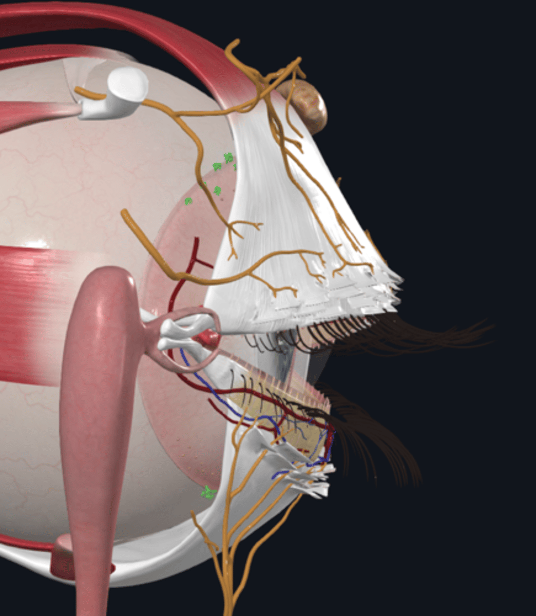 <p>Where are the lacrimal glands located?</p>
