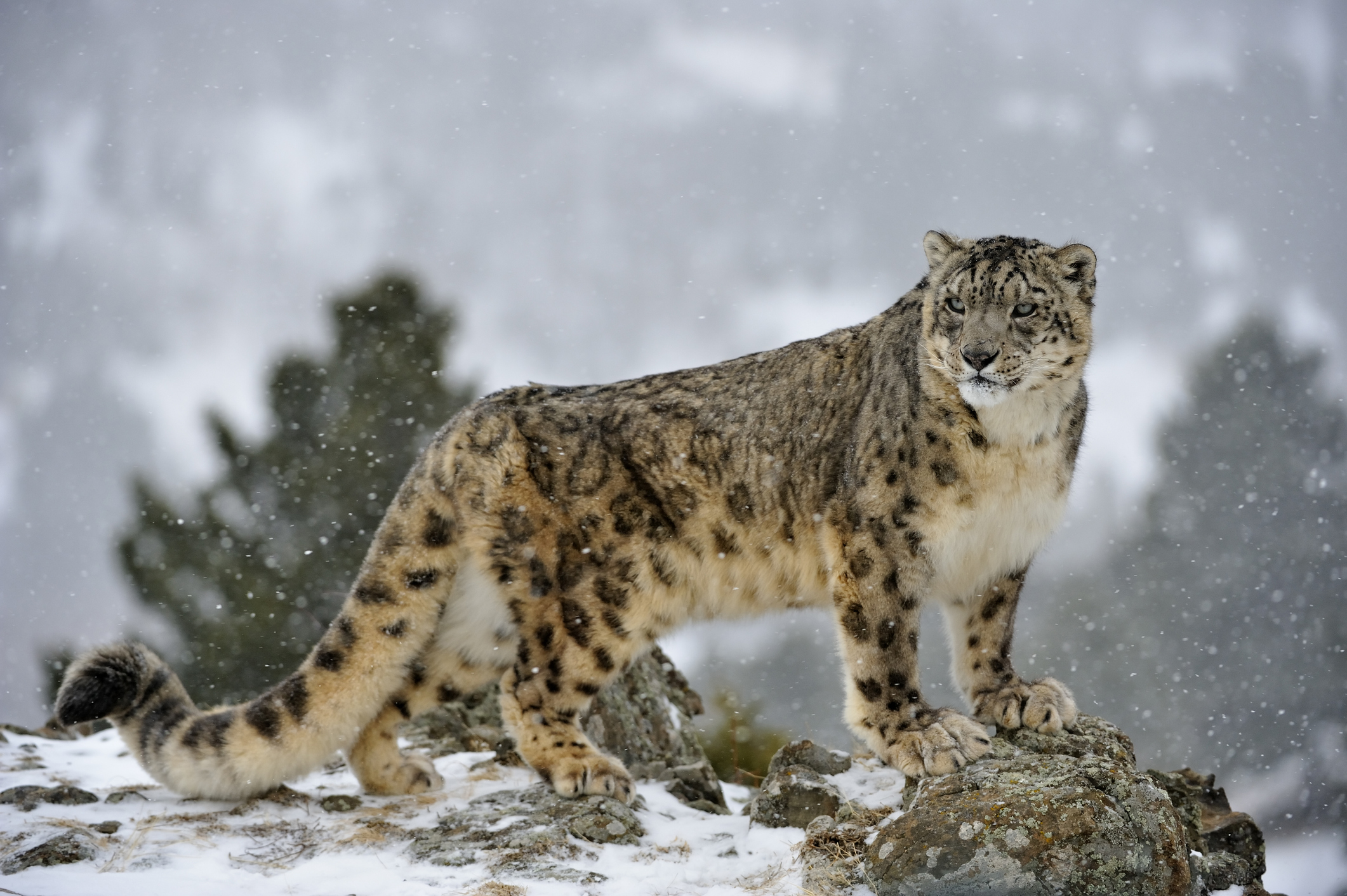 <p>Snow Leopard </p>