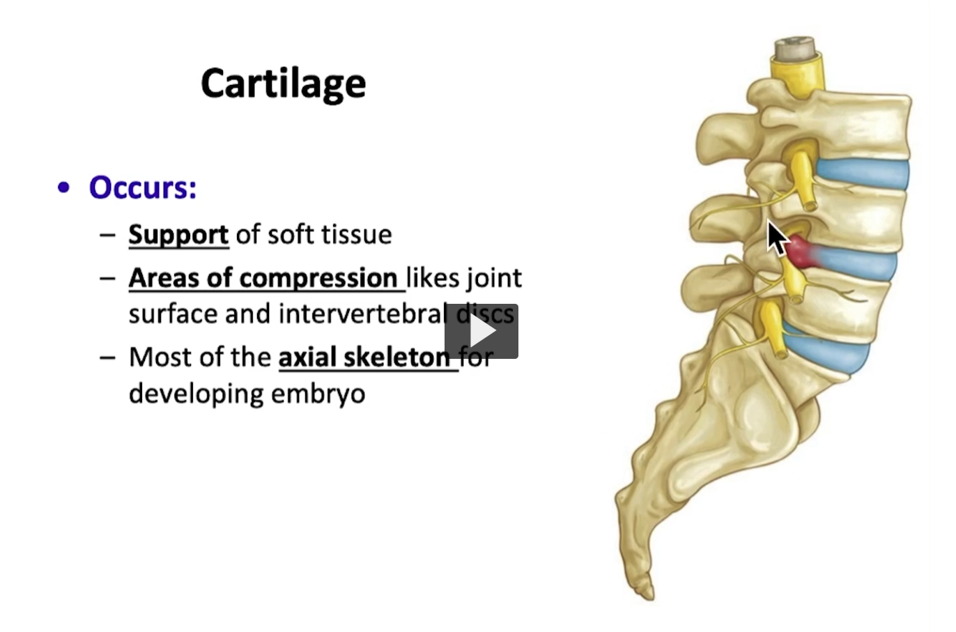 <p>On screen we have an image of a vertebral column, and these blue structures I’m pointing to is where we have famous intervertebral discs. </p><p>It’s a structure made of cartilage. It’s a good tissue for support as well as compression. </p><p>As the column moves, these structures function as cushioning and are resistant to the pressure column is subjected to during movement. In the same manner, the hyaline cartilage is the base model used to form the axial skeleton of our skeletal system. </p>