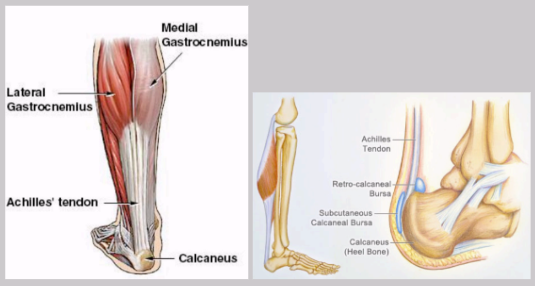 <ul><li><p><span style="background-color: transparent;">Strongest and thickest tendon in the body</span></p></li><li><p><span style="background-color: transparent;">Attachments&nbsp;</span></p><ul><li><p><span style="background-color: transparent;">Proximal - gastrocnemius and soleus muscles</span></p></li><li><p><span style="background-color: transparent;">Distal - calcaneus (heel bone)</span></p></li></ul></li></ul><p></p>