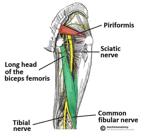 <p>Sciatic Nerve</p><ul><li><p>Hamstrings (bipceps femoris - long head, semitendinosis, semimembranosus)</p></li><li><p>hamstring portion - adductor magnus</p></li></ul><p></p>