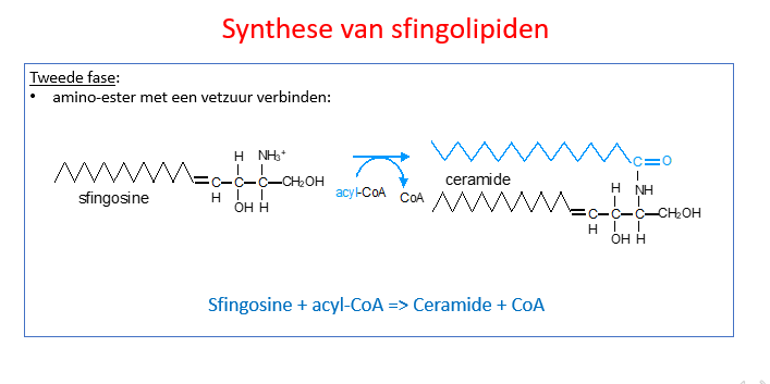 <p><span>Enkel ter illustratie</span></p><p style="text-align: left;"></p><p style="text-align: left;"><span>Rest van de pathway waarbij nog een acyl-CoA zich zal binden aan sfingosine om te eindigen met ceramide.</span></p>