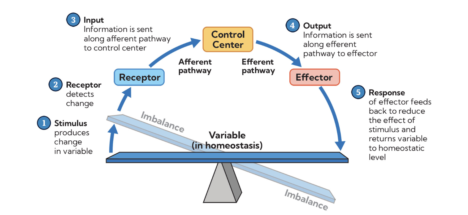 <p>What is the role of the receptor in homeostasis?</p>
