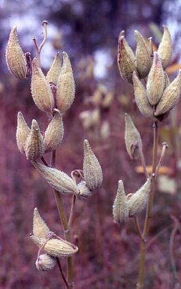 <p>Identify the weed</p>