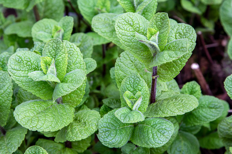 <p><strong>Common Name</strong>: Yerba buena, mint</p><p><strong>Parts Used</strong>: Leaves</p><p><strong>Use/s</strong>: Anti-asthmatic (with oregano), antinociceptive, antiseptic, anticancer, diuretic, antispasmodic, antiemintic; indigestion, flatulence, stress, nausea, fainting</p><p><strong>Major Metabolites</strong>: <strong><u>Carvone, limonene (terpenes)</u></strong>, <strong><u>luteolin derivatives (flavonoids)</u></strong>, phenolic acids</p>