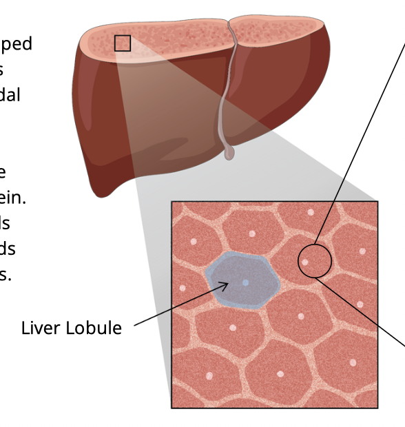 <p>Liver lobule (hexagonal structure) </p>