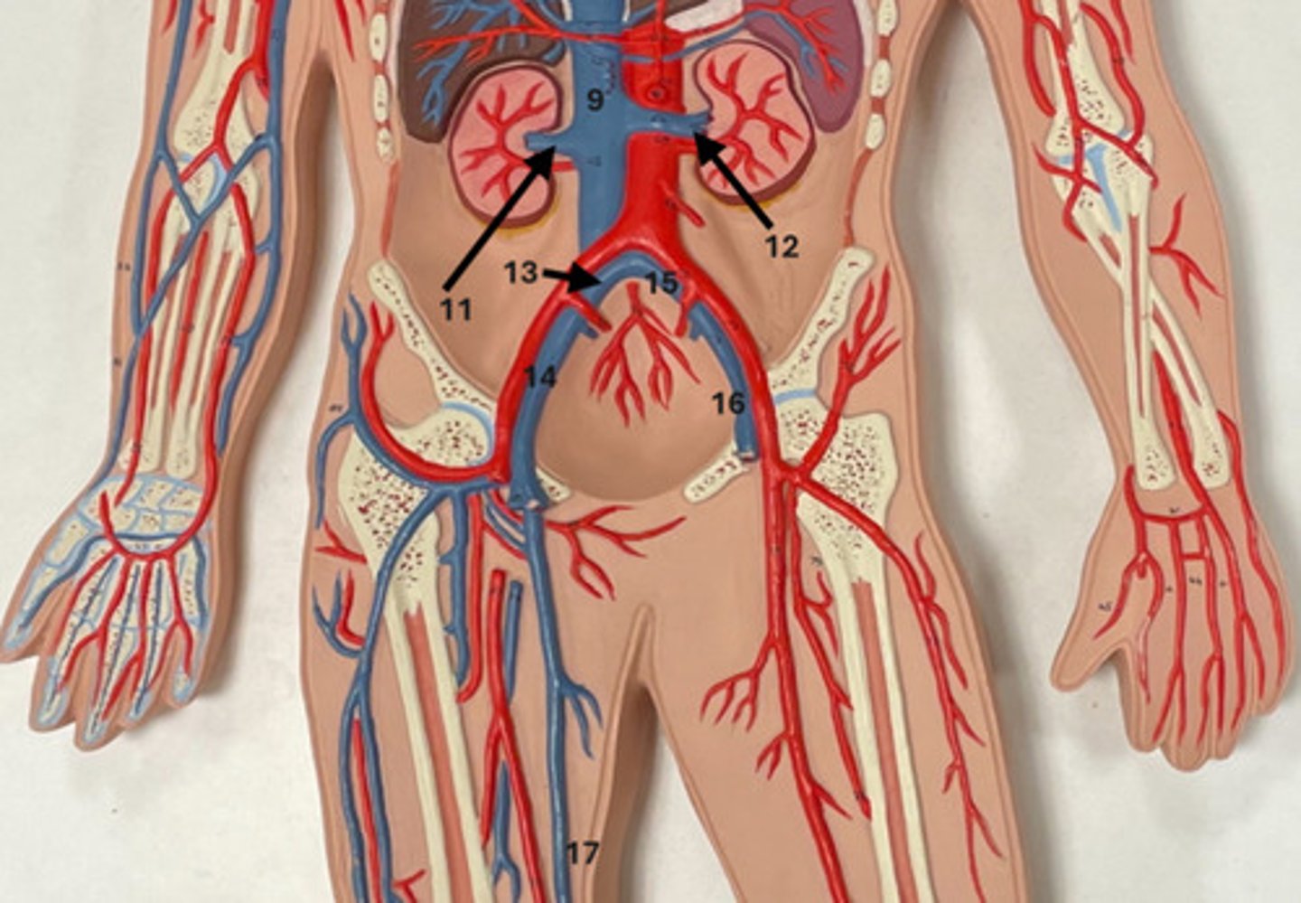 <p>16</p>