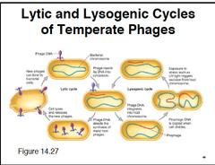 <p>1. transcribe and translate viral genome- capsid proteins, hydrolase to destroy host cell genome</p><p>2. replicate viral genome- automatic assembly into capsid</p><p>3. lysis -lysozyme to create holes in cell membrane to release viral particles</p><p>virus is actively killing</p>