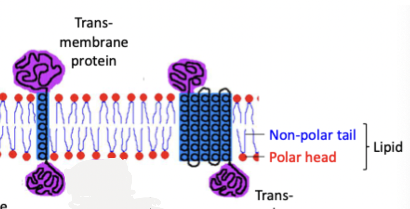 <ul><li><p>spans entire bilayer</p></li><li><p>hydrophobic domain traverses core of membrane</p></li><li><p>hydrophilic domains extend to interact with aqueous environment (cytosol + extracellular)</p></li><li><p>act as transporters, ion channels…</p></li></ul><p></p>