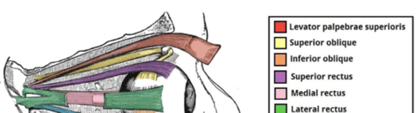 <p>What is the innervation of CN III of the superior division? </p>