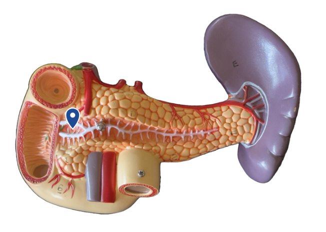 <p>Name this duct.</p>