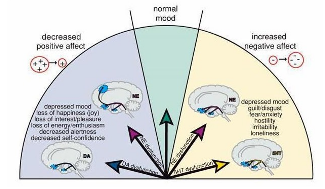 <p>Veranderingen in gemoedstoestand veroorzaakt door veranderingen in signaaltransductie</p><ul><li><p>toegenomen negatief affect: ontregeling serotonine systeem</p></li></ul><p>→ Antidepressiva: regulatie van monoamines</p><ul><li><p>geneesmiddelen die synaptische concentratie van monoamines verhogen zijn effectief voor meeste patiënten met depressie</p></li></ul><p></p>