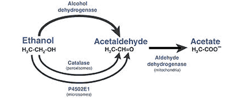 <p>Absorbed in the stomach and small intestine </p><p>Bio-transformed by the liver </p><ul><li><p>Acetaldehyde is the more toxic version </p></li><li><p>Acetate can then be excreted by the kidney</p></li></ul><p></p>