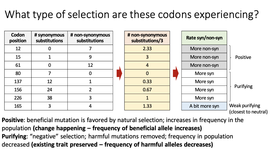 <p>Codons experience answers</p>