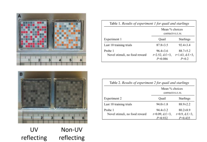 <p>•Japanese quail and European starlings trained to</p><p>discriminate between two different visual stimuli</p>
