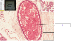 <p>What is the structure at 1 and what epithelium lines it?</p>