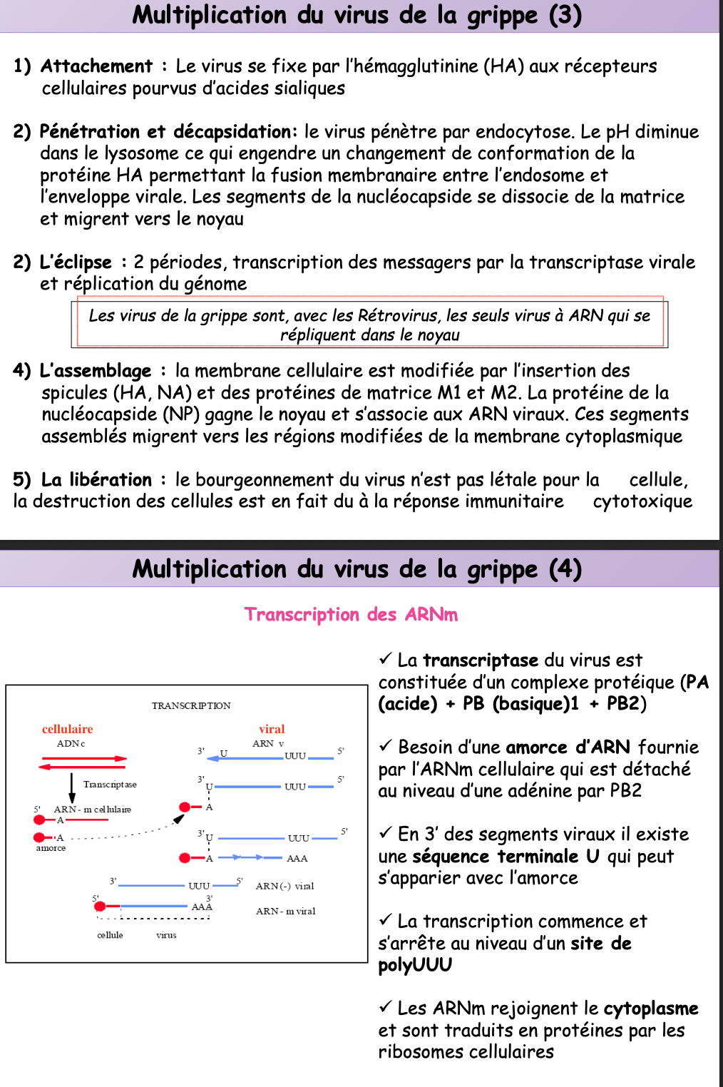 <p><strong>L’hémagglutinine (HA) du virus de la grippe</strong></p>