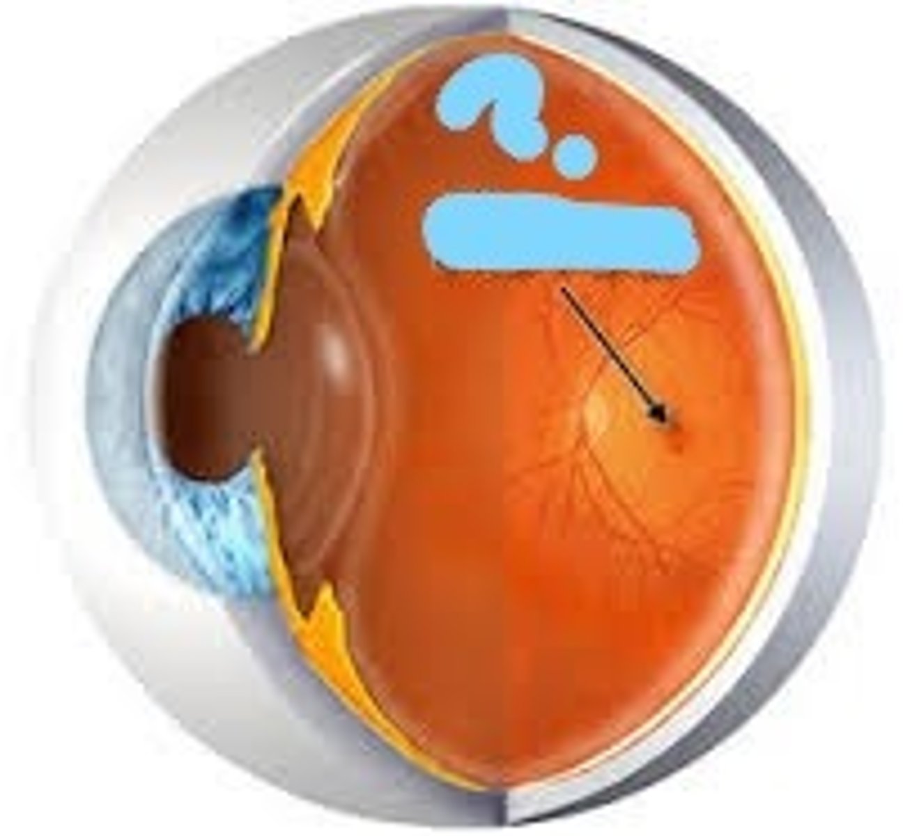 <p>Pinpoint depression in the center of the macula lutea that is the site of sharpest vision</p>