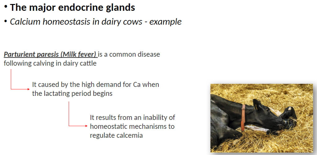<p><strong>Condition</strong><br> <strong>Parturient paresis (Milk fever)</strong> – common after <strong>calving</strong></p><p><strong>Cause</strong><br> Failure of <strong>homeostatic mechanisms</strong> to regulate <strong>blood calcium (calcemia)</strong><br> Due to <strong>high calcium demand</strong> at the start of <strong>lactation</strong></p>