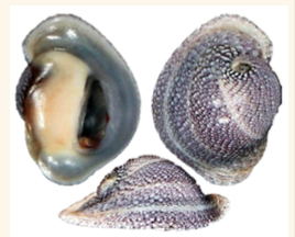 <p><strong>FILO<br>CLASE</strong><br><strong>SUBCLASE</strong><br><strong>FAMILIA</strong><br><strong>GÉNERO</strong><br><strong>NOMBRE COMÚN<br>CARACTERÍSTICAS</strong><br><strong>RÁDULA<br>ALIMENTACIÓN<br>HÁBITAT</strong></p>