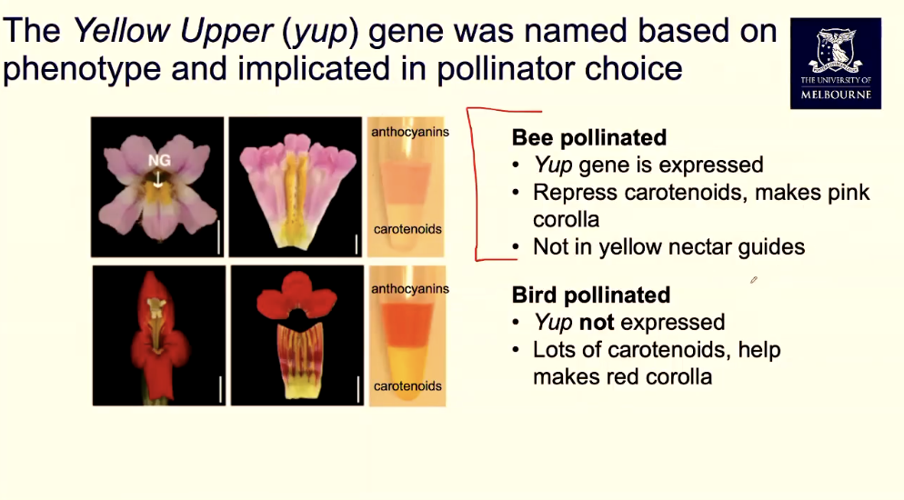 <p>Monkey flower pollination: Pink flowers make it easy for bees to pollinate and red are pollinated by birds. </p>