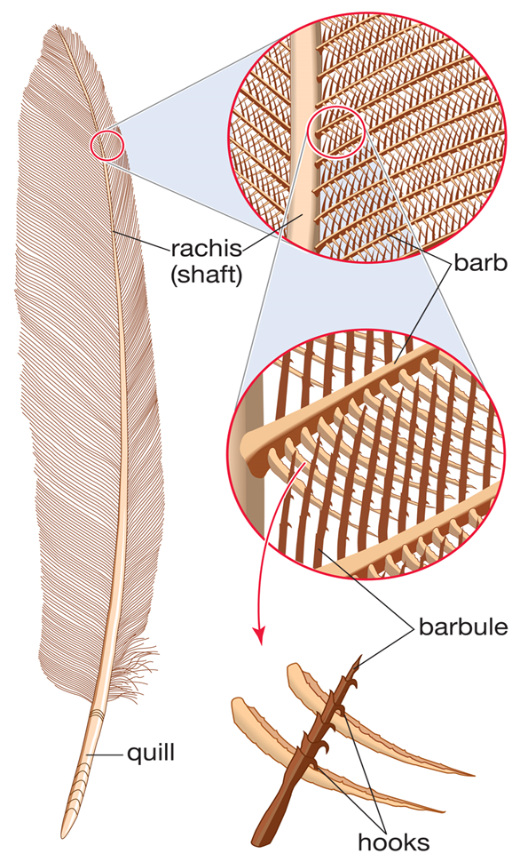 <ul><li><p><u>barbs</u> run perpendicular to the rachis</p></li><li><p>each barb is composed of perpendicular <u>barbules</u></p></li><li><p>barbules contain barbicels that interlock adjacent barbs</p></li></ul><p></p>